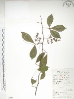 藏品(飛龍掌血)的圖片