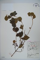 藏品(南方莢迷)的圖片