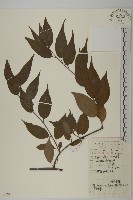 藏品(永瓣藤)的圖片