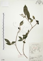 藏品(毛玉葉金花)的圖片