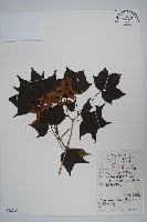 藏品(元寶楓, 地錦槭)的圖片