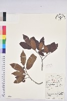 藏品(白木烏臼)的圖片