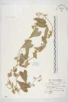 藏品(美麗馬醉木)的圖片