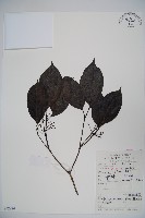 藏品(高山莢迷)的圖片