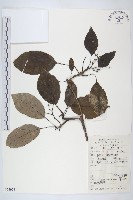 藏品(燈臺樹)的圖片