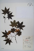 藏品(雞爪槭)的圖片