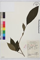 藏品(鼠李、臭李子)的圖片