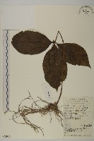 藏品(寬葉金粟蘭)的圖片