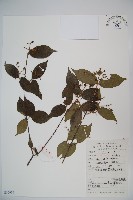 藏品(松田氏莢迷、宜昌莢迷)的圖片