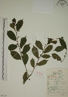 藏品(鈍齒鼠李)的圖片