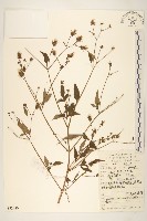 藏品(毛梗豨薟)的圖片