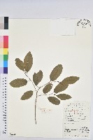 藏品(白木烏臼)的圖片