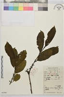 藏品(山鼠李)的圖片