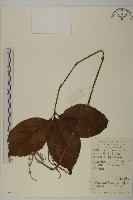 藏品(寬葉金粟蘭)的圖片