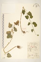 藏品(蒲兒根)的圖片