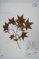 藏品(五裂槭)的圖片