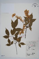 藏品(建始槭)的圖片