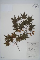 藏品(雞爪槭)的圖片