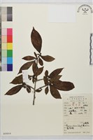 藏品(山鼠李)的圖片