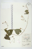 藏品(飛蛾藤)的圖片