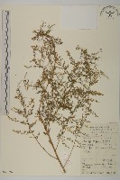 藏品(青蒿)的圖片