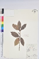 藏品(馬銀花)的圖片