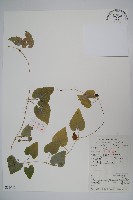 藏品(大花金錢豹)的圖片