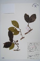 藏品(硬齒獼猴桃)的圖片