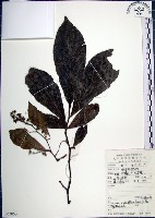 藏品(紅皮、葉下白、赤仔尾)的圖片