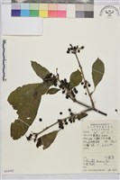 藏品(鼠李、臭李子)的圖片