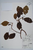 藏品(硬齒獼猴桃)的圖片