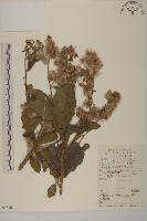 藏品(薄葉艾納香)的圖片