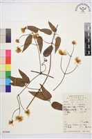 藏品(山木通)的圖片