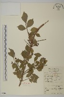 藏品(衛矛)的圖片