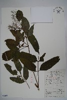 藏品(冇骨消)的圖片