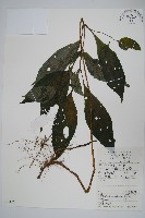 藏品(擬馬偕花、白接骨)的圖片