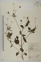 藏品(白花鬼針)的圖片