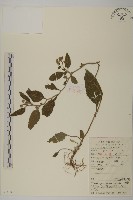 藏品(微糙三脈紫菀)的圖片