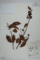 藏品(冬青)的圖片