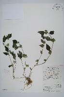 藏品(杜根藤)的圖片