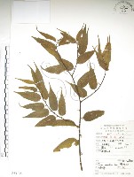 藏品(銳葉山黃麻)的圖片