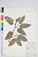 藏品(錐栗)的圖片