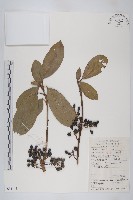 藏品(牛耳楓)的圖片