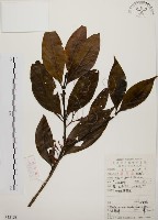 藏品(茜草樹)的圖片