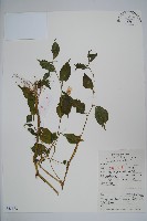 藏品(牯嶺鳳仙花)的圖片