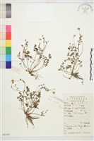 藏品(肉根毛茛)的圖片