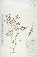 藏品(碎米薺)的圖片