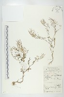 藏品(焊菜)的圖片