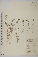 藏品(繁縷)的圖片