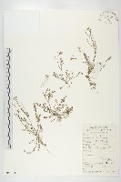 藏品(碎米薺)的圖片